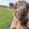 PartyZoo – a close-up of a little lamb with a warm look
