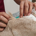 Veterinary assistance