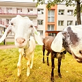 PartyZoo – visiting the kids at an event with a smile