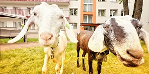 farm animals for private parties and corporate events