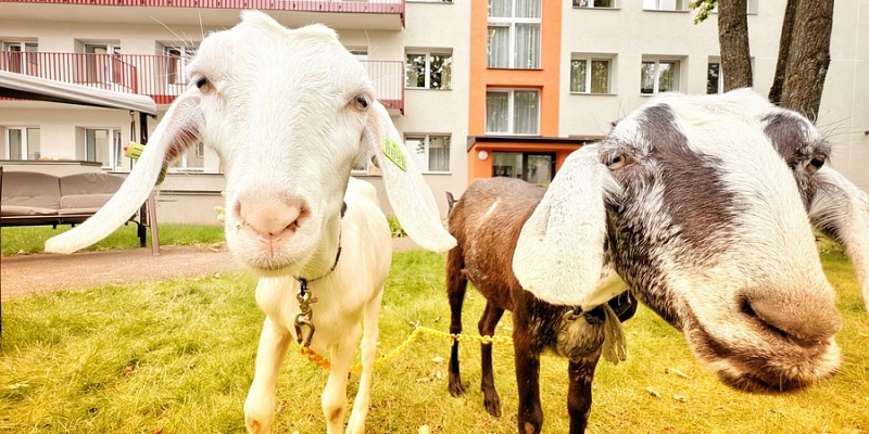 farm animals for private parties and corporate events
