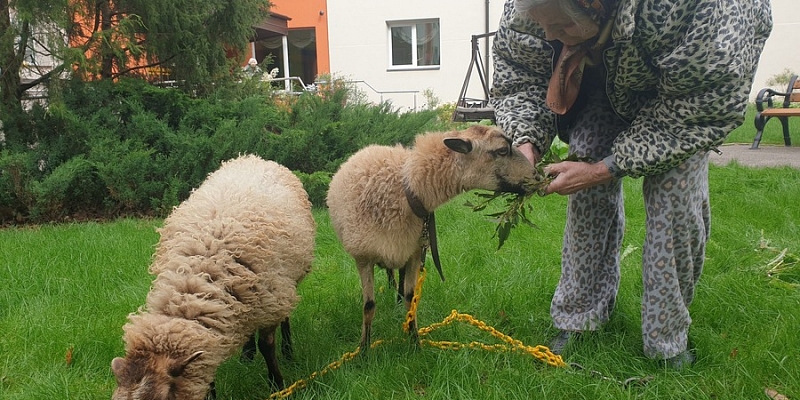 Farm animals for events