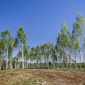 Reforestation