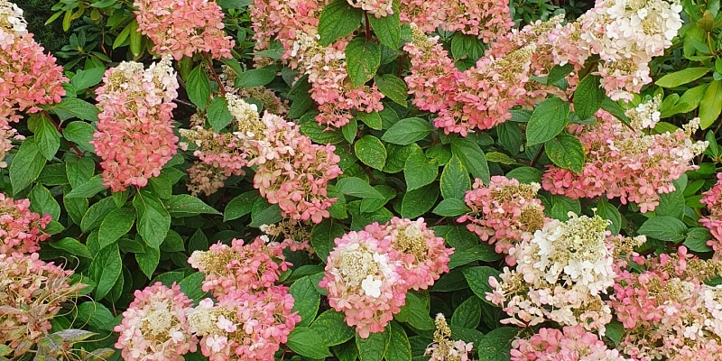 Обустройство цветочной клумбы