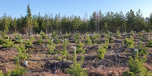 Приобретайте лесозаготовительные и лесные участки
