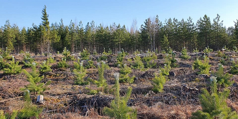 Buy logging and forest properties