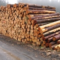 Покупка древесины на лесоскладе