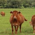 Sarkanbrūnās govis