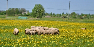Sheep farm in Salacgriva