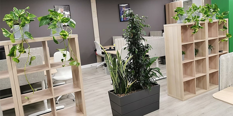 Комнатные растения