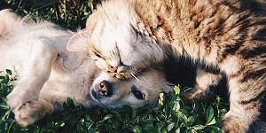 Veterinary clinic