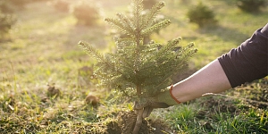 Обхозяйствование леса