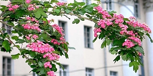 Latvian Association of Doctors and Psychotherapists