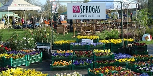 Fruit tree plants