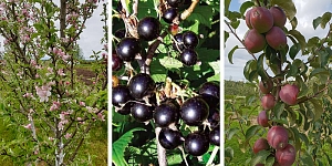 Z/S "Ziediņi" piedāvā