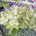 Grape seedlings