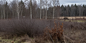 Overgrowth removal