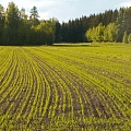 Agricultural services