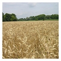 Crops