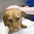 Вакцинация для собаки