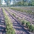 plants in Latgale