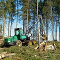 Качественные лесохозяйственные работы