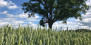 Mineral fertilizer trade, NPK fertilizers, vegetable fertilizers, ammonium