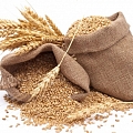 Wheat( winter, summer), crops, Birzes ZS