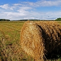 Forage hay, Birzes ZS