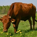 Red-breasted cows, cattle breeding