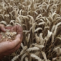 Grain processing, Crop farming