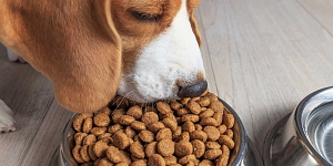 Dog food