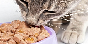 Cat food