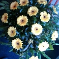 Flower trade
