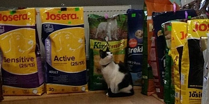 Pet-shop