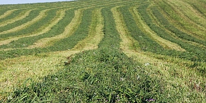 Livestock grass seed