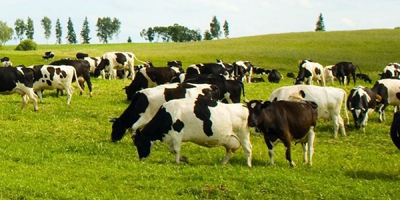 Equipment for cows