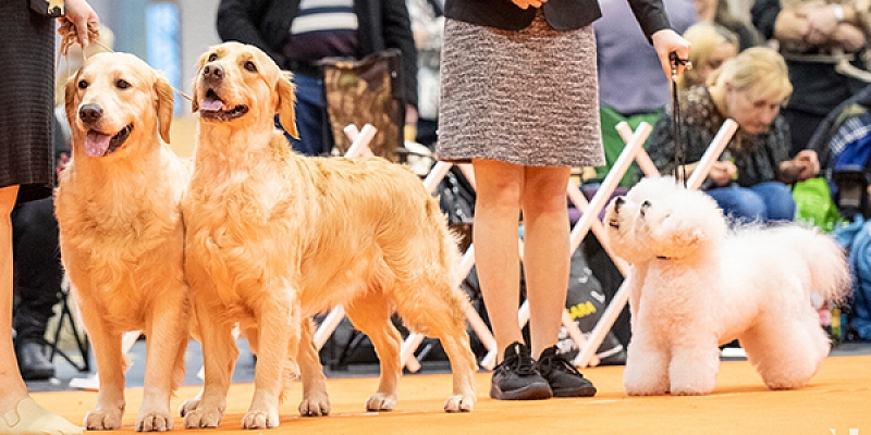 Dog exhibitions