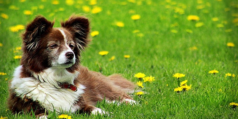 Clubs and kennels