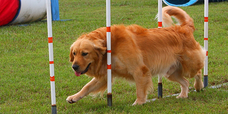 Dog training courses