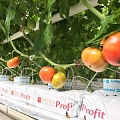 Tomato growing