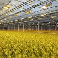 salātu audzēšana