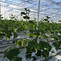 growing cucumbers in a greenhouse