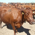 Торговля коровами, www.saldusdruva.lv