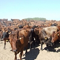 Cow trade, www.saldusdruva.lv
