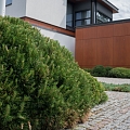 Ornamental greenery