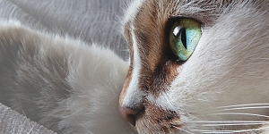KAVET veterinary clinic services