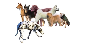 Veterinary clinics in Kengarags, Price list