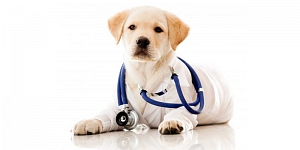 Veterinary clinic