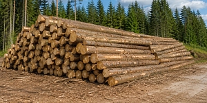 Purchase of round timber